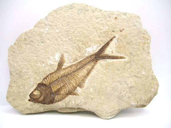 Genuine Eocene Age Diplomystus Fish Fossils for Sale from Wyoming #10