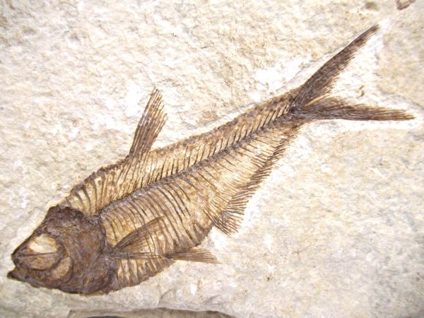 Genuine Eocene Age Diplomystus Fish Fossils for Sale from Wyoming #10a