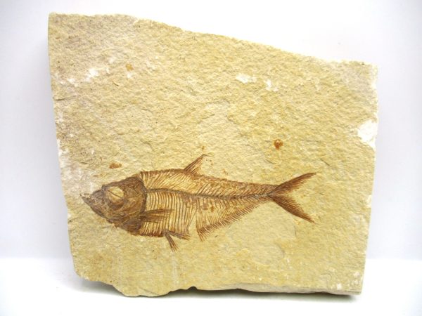 Genuine Eocene Age Diplomystus Fish Fossils for Sale from Wyoming #20