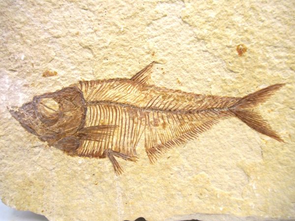 Genuine Eocene Age Diplomystus Fish Fossils for Sale from Wyoming #20a