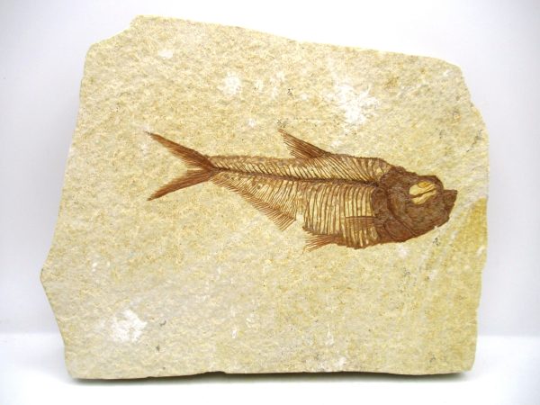 Genuine Eocene Age Diplomystus Fish Fossils for Sale from Wyoming #23
