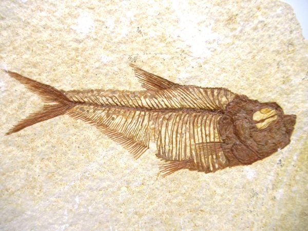 Genuine Eocene Age Diplomystus Fish Fossils for Sale from Wyoming #23a