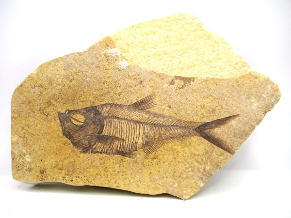 Genuine Eocene Age Diplomystus Fish Fossils for Sale from Wyoming #24