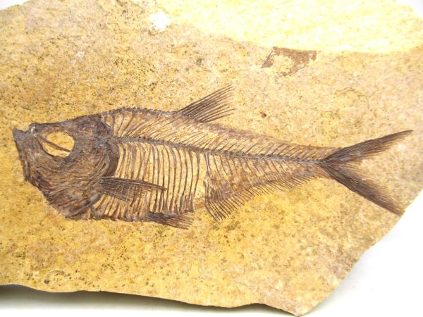 Genuine Eocene Age Diplomystus Fish Fossils for Sale from Wyoming #24a