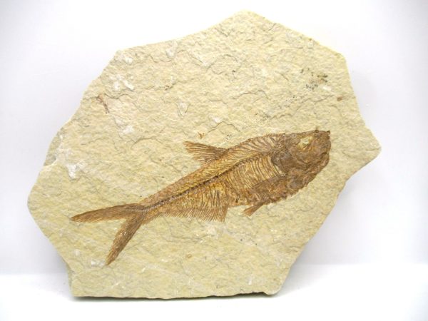Genuine Eocene Age Diplomystus Fish Fossils for Sale from Wyoming #25