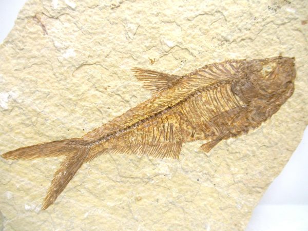 Genuine Eocene Age Diplomystus Fish Fossils for Sale from Wyoming #25a