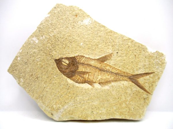 Genuine Eocene Age Diplomystus Fish Fossils for Sale from Wyoming #26