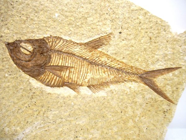Genuine Eocene Age Diplomystus Fish Fossils for Sale from Wyoming #26a