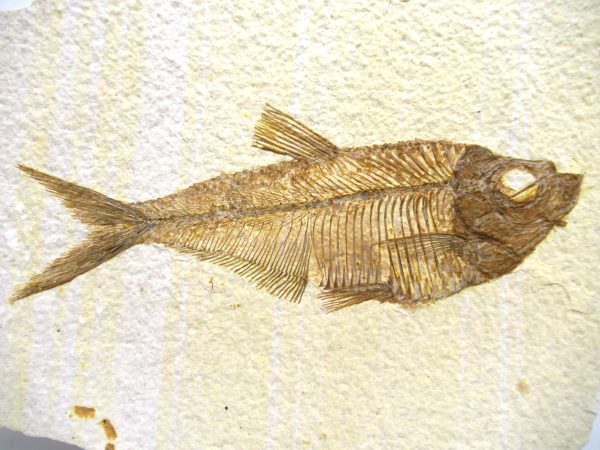 Genuine Eocene Age Diplomystus Fish Fossils for Sale from Wyoming #27a