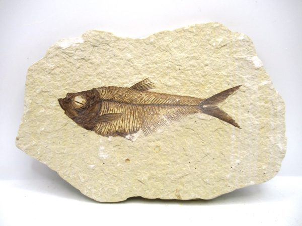 Genuine Eocene Age Diplomystus Fish Fossils for Sale from Wyoming #28