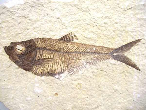 Genuine Eocene Age Diplomystus Fish Fossils for Sale from Wyoming #28a