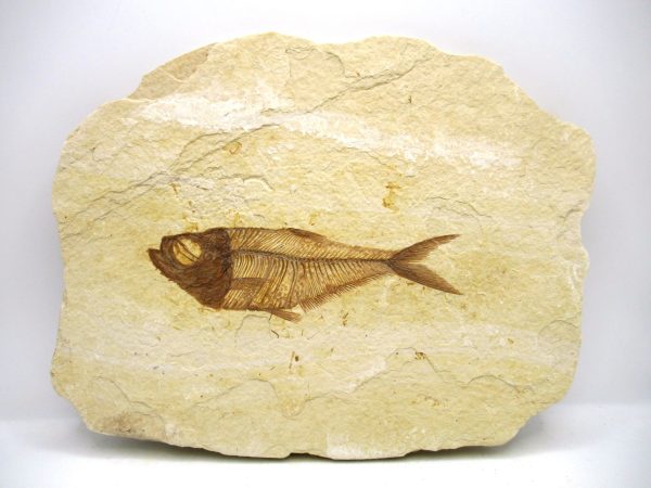 Genuine Eocene Age Diplomystus Fish Fossils for Sale from Wyoming #29