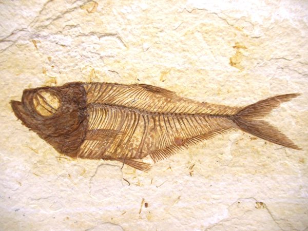Genuine Eocene Age Diplomystus Fish Fossils for Sale from Wyoming #29a