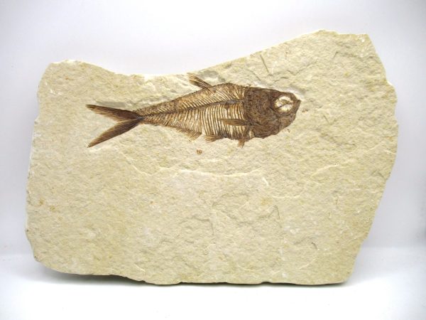 Genuine Eocene Age Diplomystus Fish Fossils for Sale from Wyoming #30