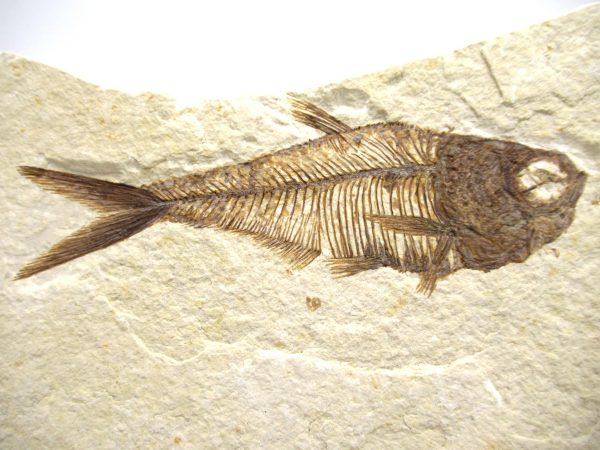 Genuine Eocene Age Diplomystus Fish Fossils for Sale from Wyoming #30a
