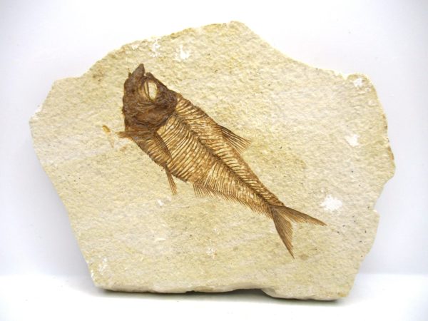 Genuine Eocene Age Diplomystus Fish Fossils for Sale from Wyoming #31