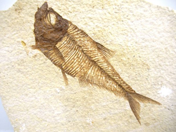 Genuine Eocene Age Diplomystus Fish Fossils for Sale from Wyoming #31a