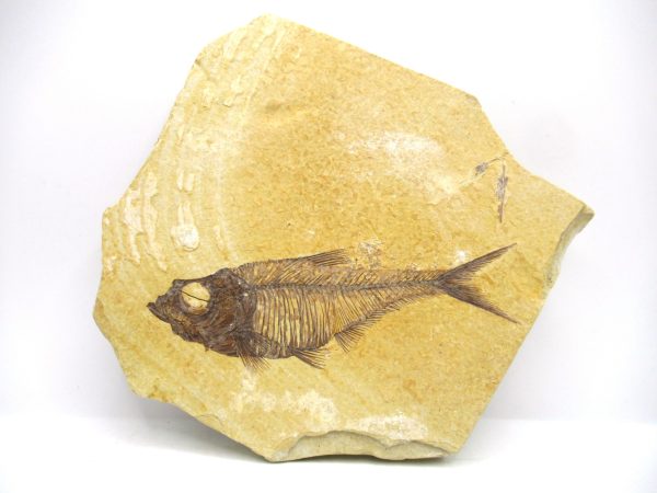 Genuine Eocene Age Diplomystus Fish Fossils for Sale from Wyoming #6