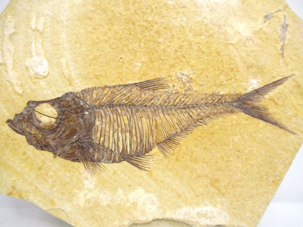 Genuine Eocene Age Diplomystus Fish Fossils for Sale from Wyoming #6a