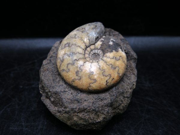Craspedites Jurassic Russian Ammonite #18
