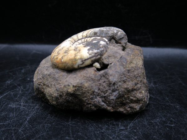 Craspedites Jurassic Russian Ammonite #18 - Image 2