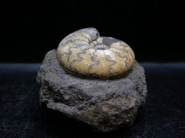 Craspedites Jurassic Russian Ammonite #18 - Image 4