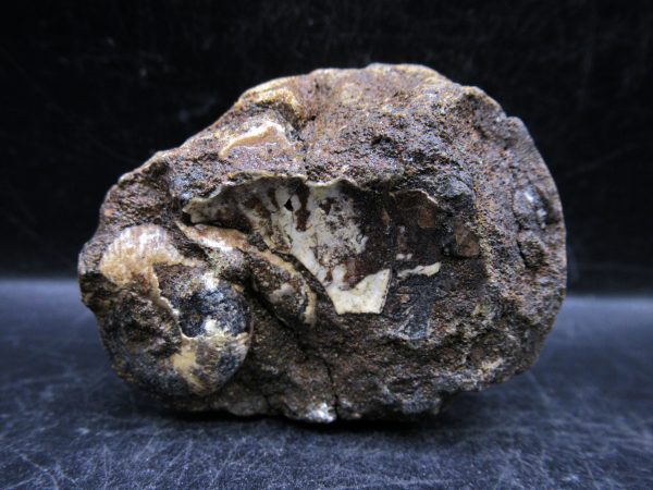 Craspedites Jurassic Russian Ammonite #18 - Image 3