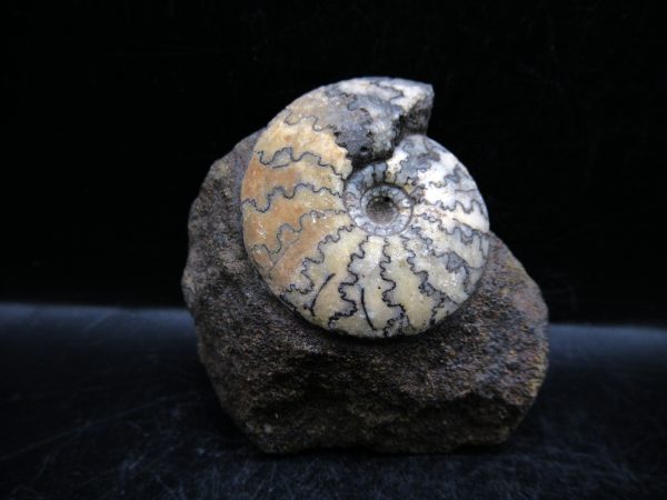 Craspedites Jurassic Russian Ammonite #27