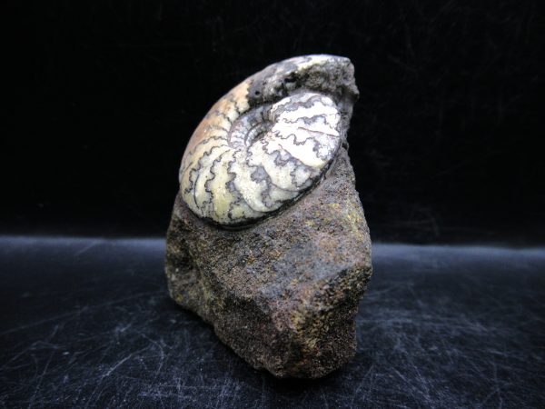 Craspedites Jurassic Russian Ammonite #27 - Image 2