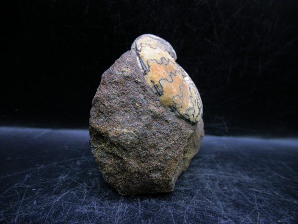 Craspedites Jurassic Russian Ammonite #27 - Image 4