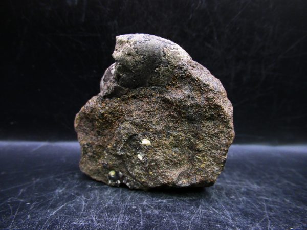 Craspedites Jurassic Russian Ammonite #27 - Image 3
