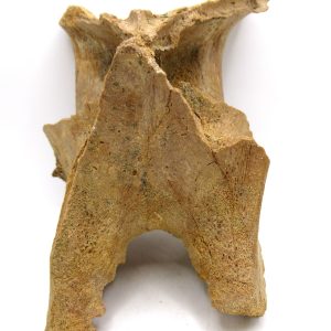 Rebbachisaurus Dino Vertebra Process #1