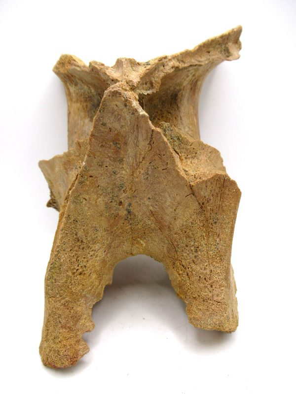Rebbachisaurus Dino Vertebra Process #1
