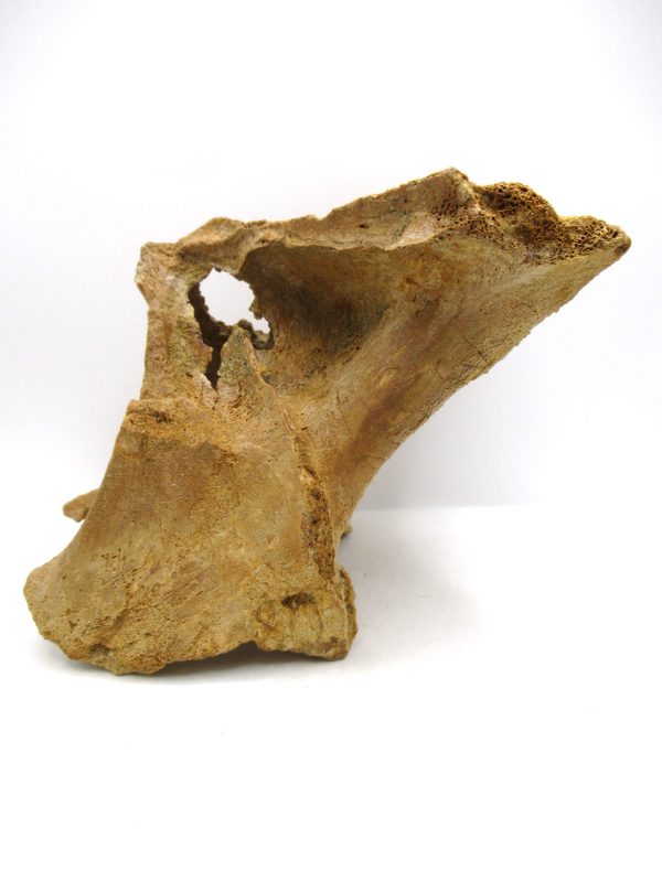 Rebbachisaurus Dino Vertebra Process #1 - Image 2