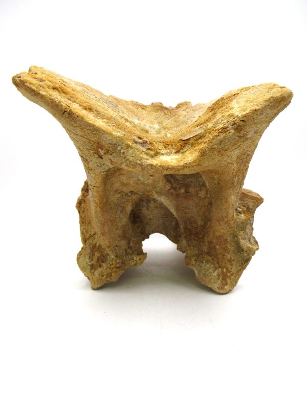 Rebbachisaurus Dino Vertebra Process #1 - Image 6