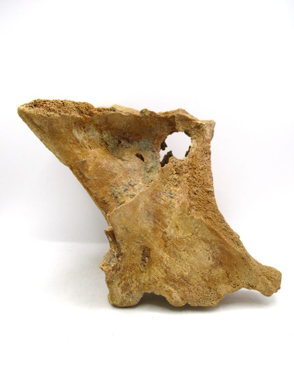Rebbachisaurus Dino Vertebra Process #1 - Image 5