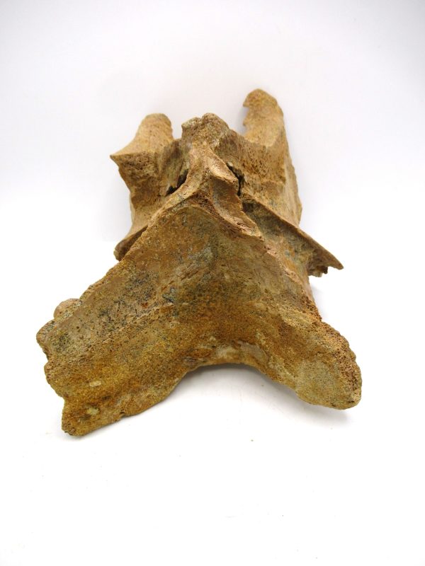 Rebbachisaurus Dino Vertebra Process #1 - Image 4