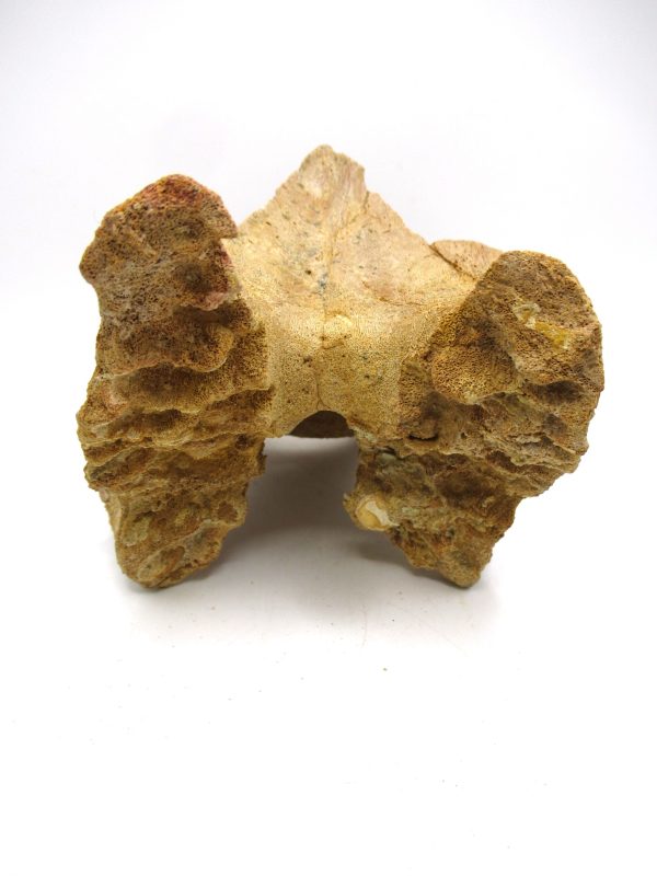 Rebbachisaurus Dino Vertebra Process #1 - Image 3