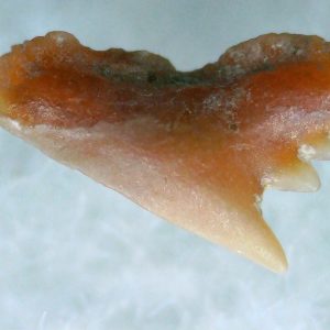 Galeorhinus Extinct Shark Tooth Fossil for Sale 26