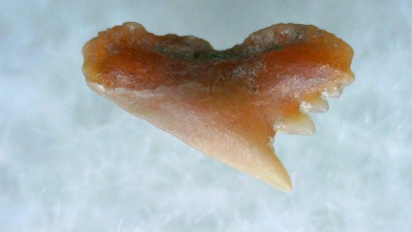 Galeorhinus Extinct Shark Tooth Fossil for Sale 26