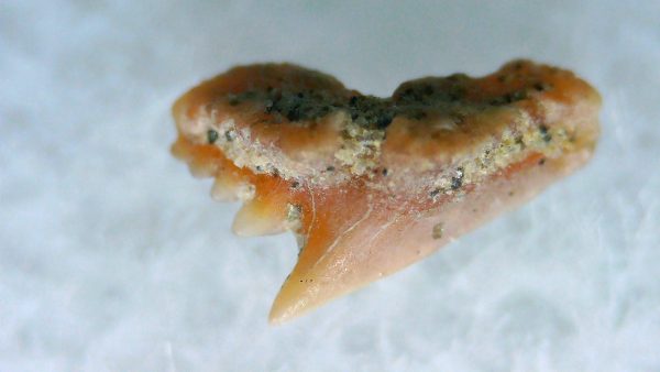 Galeorhinus Extinct Shark Tooth Fossil for Sale 26 - Image 2