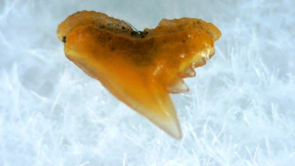 Galeorhinus Extinct Shark Tooth Fossil for Sale 27 - Image 2