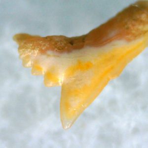 Galeorhinus Extinct Shark Tooth Fossil for Sale 28