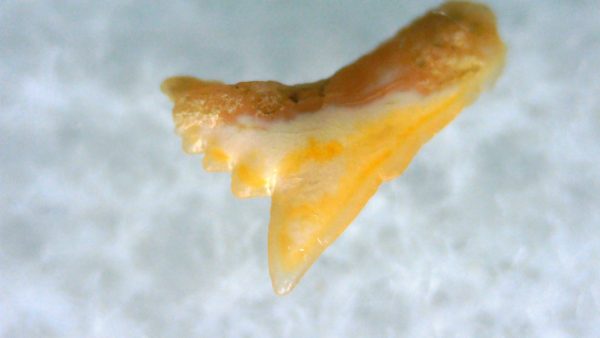 Galeorhinus Extinct Shark Tooth Fossil for Sale 28