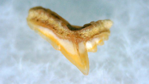 Galeorhinus Extinct Shark Tooth Fossil for Sale 28 - Image 2