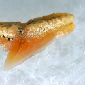 Galeorhinus Extinct Shark Tooth Fossil for Sale 29