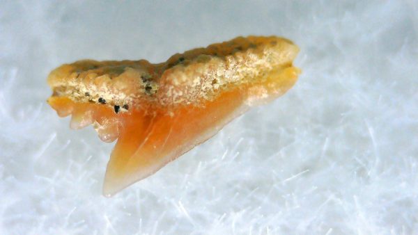 Galeorhinus Extinct Shark Tooth Fossil for Sale 29