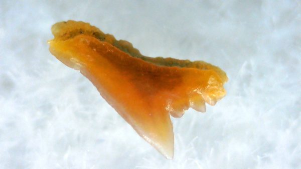 Galeorhinus Extinct Shark Tooth Fossil for Sale 29 - Image 2