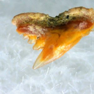 Galeorhinus Extinct Shark Tooth Fossil for Sale 30