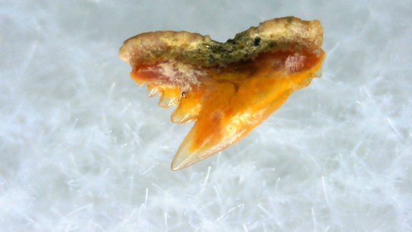 Galeorhinus Extinct Shark Tooth Fossil for Sale 30